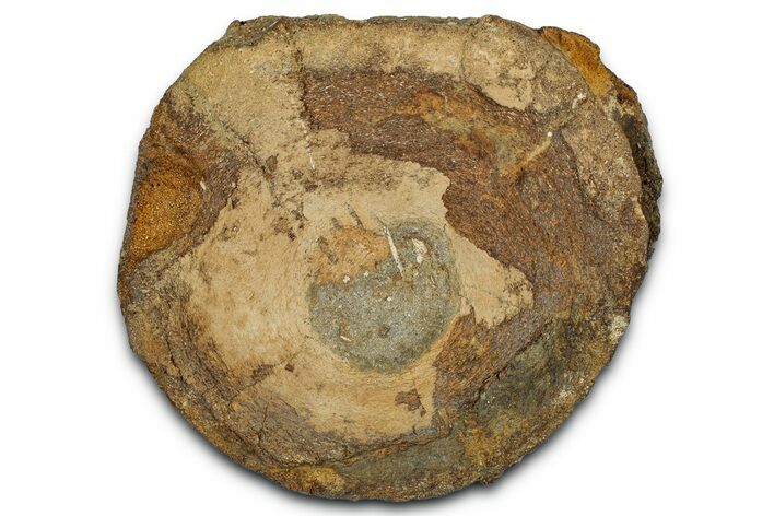 Fossil Ichthyosaur (Brachypterygius) Vertebra - England #354098